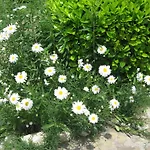 Hotel de apartamente Chateau Aheloy